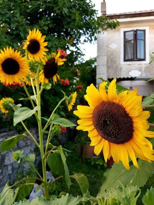 Zelena Oaza Appartement Skrljevo Buitenkant foto